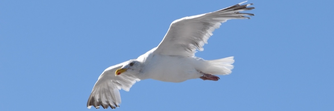 Terug naar boord | Els Vergaerde