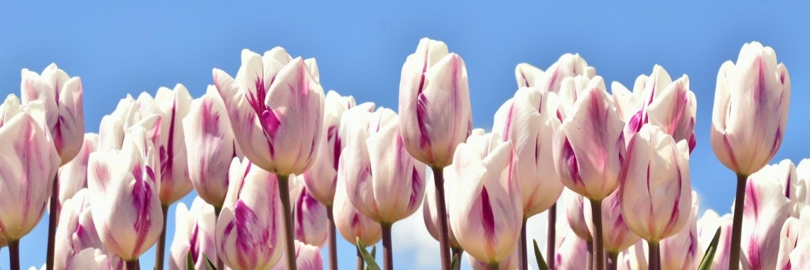 Voor de teler telt niet de bloeiende tulp maar de bol. | Els Vergaerde