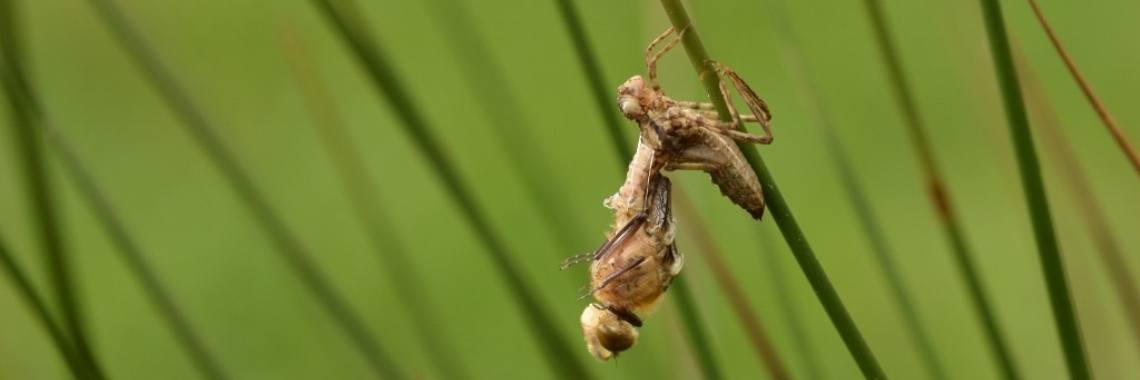 De geboorte van een libel, met filmpje! | Els Vergaerde