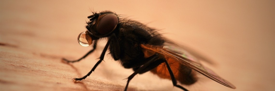 Vera vlieg | Els Vergaerde