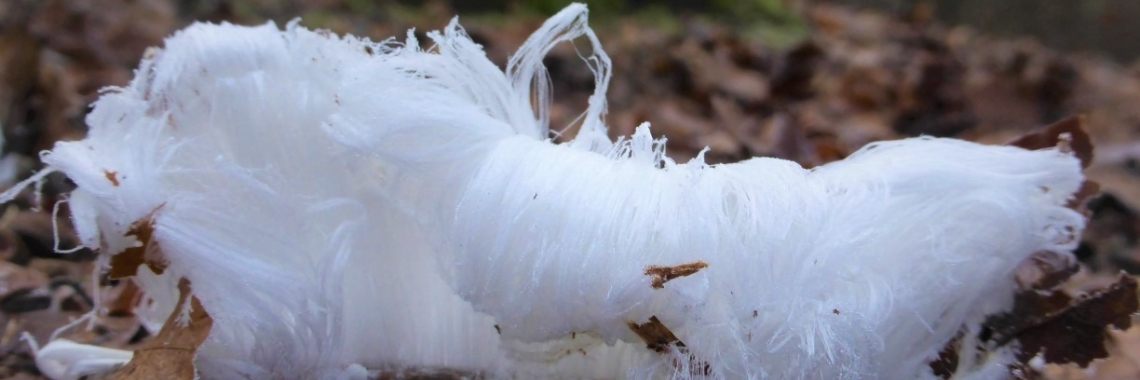 "De baard van koning winter" | Els Vergaerde