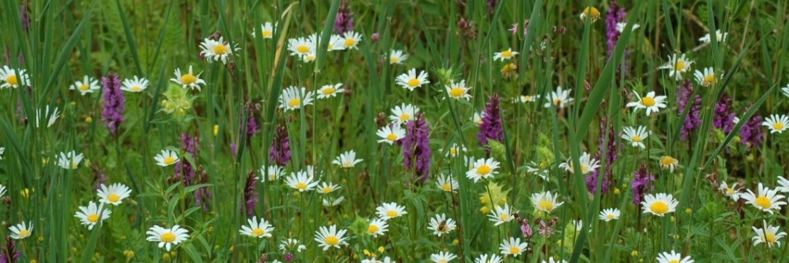 Wilde Orchideeën in Nederland: fotoblog | Els Vergaerde