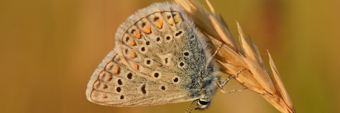 Zomeravonden | Els Vergaerde