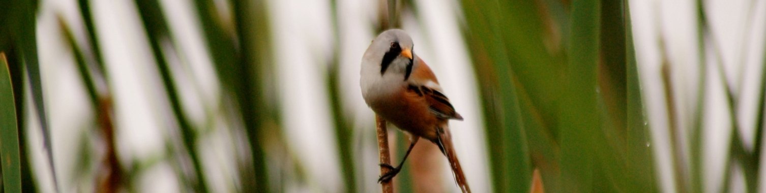Baardmannetje | Els Vergaerde