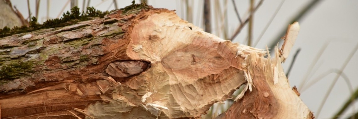 Sporen van een bever. | Els Vergaerde