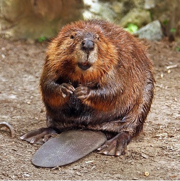 Beaver spirit animal